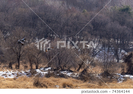 White-naped cranes, Cheolwon-gun, Gangwon-do White-naped cranes, Cheolwon-gun, Gangwon-do 74364144