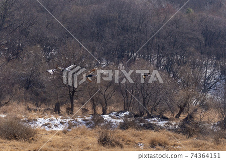 White-naped cranes, Cheolwon-gun, Gangwon-do 74364151
