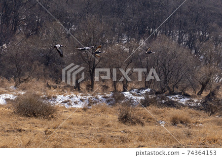 White-naped cranes, Cheolwon-gun, Gangwon-do White-naped cranes, Cheolwon-gun, Gangwon-do 74364153