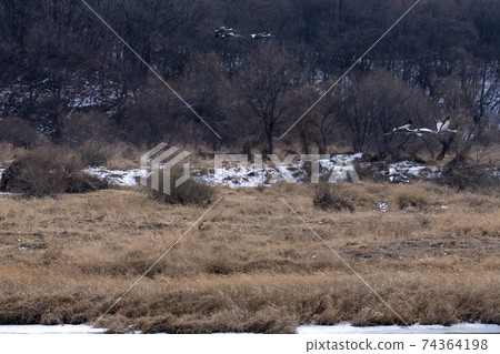 White-naped cranes, Cheolwon-gun, Gangwon-do 74364198