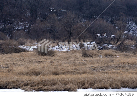 White-naped cranes, Cheolwon-gun, Gangwon-do White-naped cranes, Cheolwon-gun, Gangwon-do 74364199