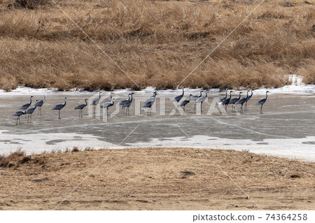 White-naped cranes, Cheolwon-gun, Gangwon-do 74364258