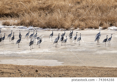 White-naped cranes, Cheolwon-gun, Gangwon-do 74364288
