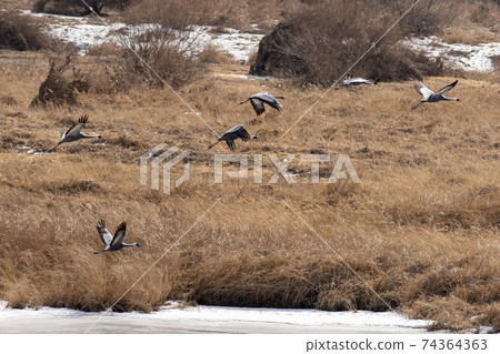 White-naped cranes, Cheolwon-gun, Gangwon-do 74364363