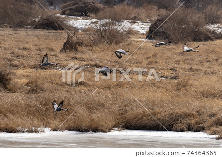 White-naped cranes, Cheolwon-gun, Gangwon-do 74364365