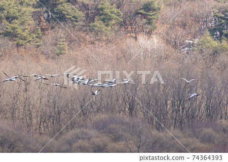 White-naped cranes, Cheolwon-gun, Gangwon-do White-naped cranes, Cheolwon-gun, Gangwon-do 74364393