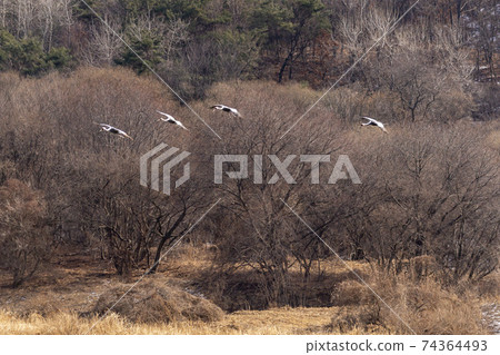 White-naped cranes, Cheolwon-gun, Gangwon-do 74364493
