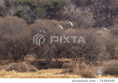 White-naped cranes, Cheolwon-gun, Gangwon-do 74364495