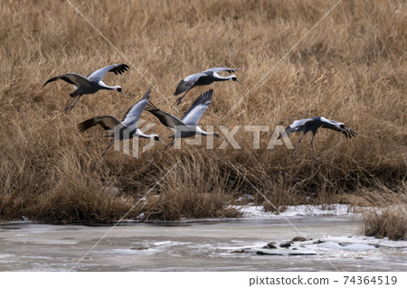 White-naped cranes, Cheolwon-gun, Gangwon-do White-naped cranes, Cheolwon-gun, Gangwon-do 74364519