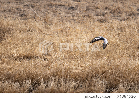 White-naped cranes, Cheolwon-gun, Gangwon-do White-naped cranes, Cheolwon-gun, Gangwon-do 74364520