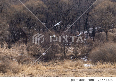 White-naped cranes, Cheolwon-gun, Gangwon-do White-naped cranes, Cheolwon-gun, Gangwon-do 74364580