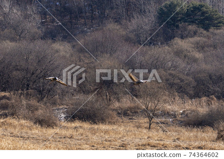 White-naped cranes, Cheolwon-gun, Gangwon-do 74364602