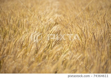 A fruitful wheat field A fruitful wheat field 74364611