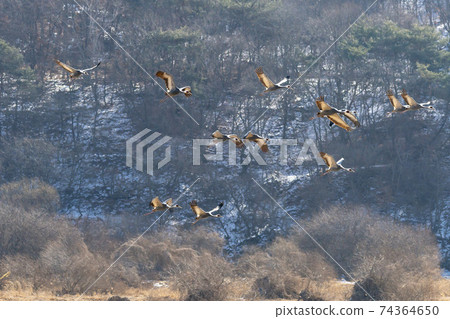 White-naped cranes, Cheolwon-gun, Gangwon-do White-naped cranes, Cheolwon-gun, Gangwon-do 74364650