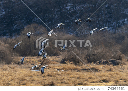 White-naped cranes, Cheolwon-gun, Gangwon-do 74364661