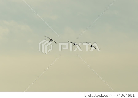 白枕鶴,Chewwon-gun,江原道 白枕鶴,Chewwon-gun,江原道 74364691