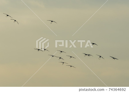 White-naped cranes, Cheolwon-gun, Gangwon-do White-naped cranes, Cheolwon-gun, Gangwon-do 74364692