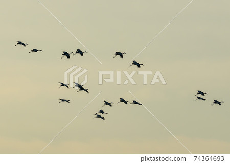White-naped cranes, Cheolwon-gun, Gangwon-do White-naped cranes, Cheolwon-gun, Gangwon-do 74364693