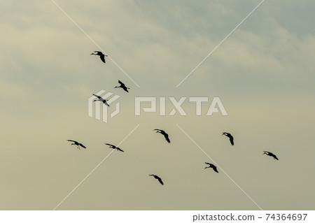 白枕鶴，Chewwon-gun，江原道 74364697