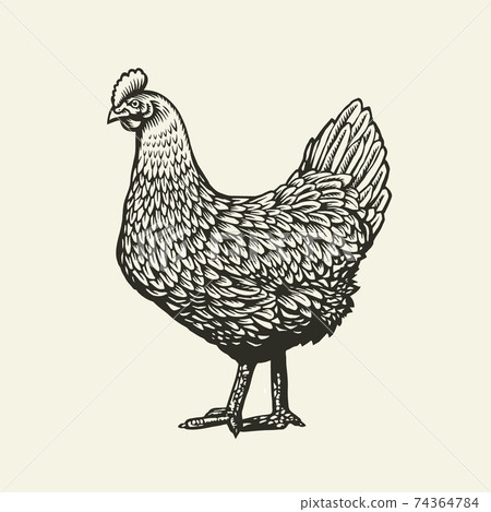 Chicken or hen drawn in vintage engraving or etching style. Farm poultry bird isolated on white background. Vector illustration in monochrome colors for poster, restaurant menu, website, logo. 74364784