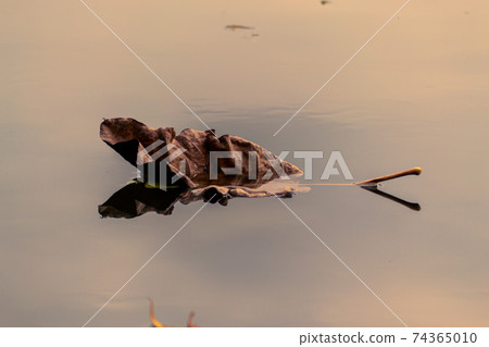 Close-up of a leaf on water 74365010