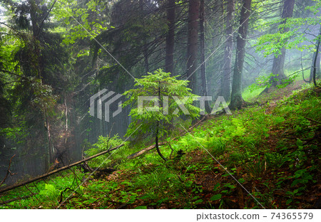 A young fir tree in the forest. Foggy forest. Natural scenery. A young fir tree in the forest. Foggy forest. Natural scenery. 74365579