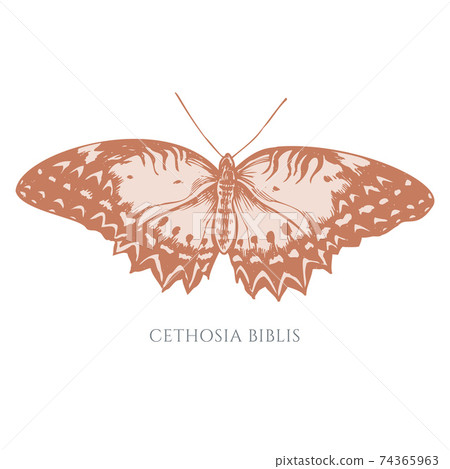 Vector set of hand drawn pastel red lacewing 74365963