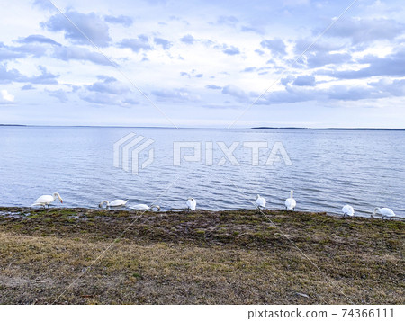 lake with birds, swans in winter lake with birds, swans in winter 74366111
