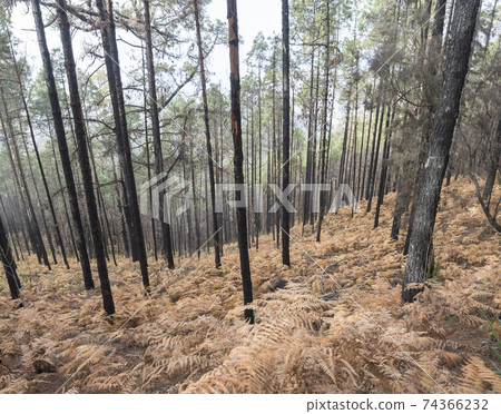 Mysterious foggy forest at Nature park Tamadaba year after wildfire, partially burnt Canary pine tree with dry orange fern on forest flor, selective focus. Gran Canaria, Canary Islands, Spain. Mysterious foggy forest at Nature park Tamadaba year after wildfire, partially burnt Canary pine tree with dry orange fern on forest flor, selective focus. Gran Canaria, Canary Islands, Spain. 74366232