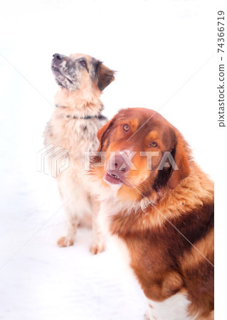 Two big cute dogs looking different sides Two big cute dogs looking different sides 74366719