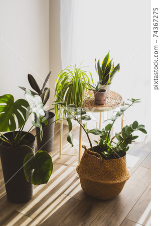 Houseplant in pots as a part of scandinavian design Houseplant in pots as a part of scandinavian design 74367275