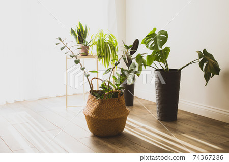 Zamioculcas plant in the wiker basket pot Zamioculcas plant in the wiker basket pot 74367286