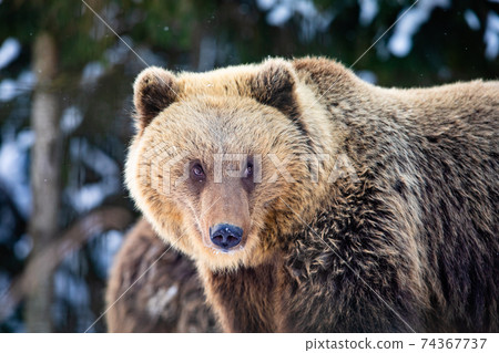 the bear walks in the woods in wintertime 74367737