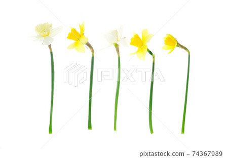 Spring garden daffodils on white background. Photo Spring garden daffodils on white background. Photo 74367989