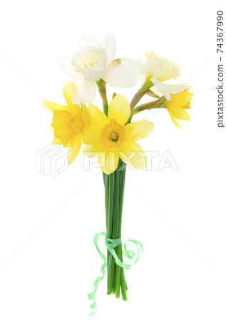 Spring garden daffodils on white background. Photo Spring garden daffodils on white background. Photo 74367990
