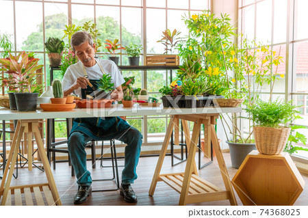 Asian Senior male is plating tree on to flower pot for happy retirement lifestyle cocnept. 74368025