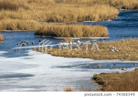 江原道天原郡紅鶴 江原道天原郡紅鶴 74368349