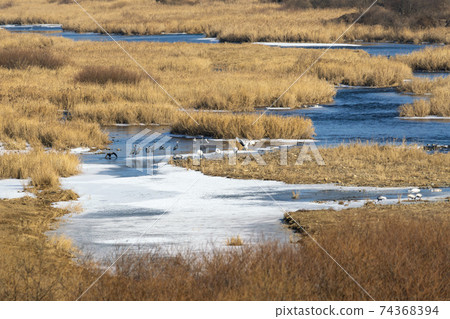 Crane, Red Crane, Cheorwon-gun, Gangwon-do 74368394
