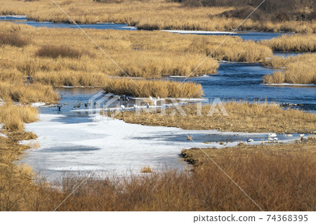 Crane, Red Crane, Cheorwon-gun, Gangwon-do 74368395