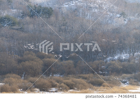 Crane, Red Crane, Cheorwon-gun, Gangwon-do Crane, Red Crane, Cheorwon-gun, Gangwon-do 74368481