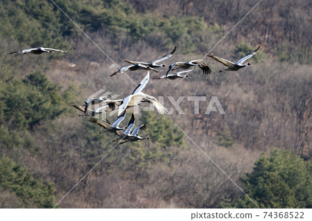 Crane, Red Crane, Cheorwon-gun, Gangwon-do 74368522