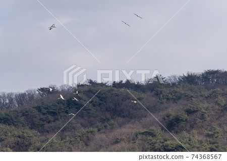 Crane, Red Crane, Cheorwon-gun, Gangwon-do Crane, Red Crane, Cheorwon-gun, Gangwon-do 74368567