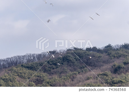 江原道天原郡紅鶴 江原道天原郡紅鶴 74368568