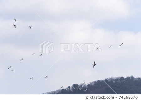 Crane, Red Crane, Cheorwon-gun, Gangwon-do Crane, Red Crane, Cheorwon-gun, Gangwon-do 74368570