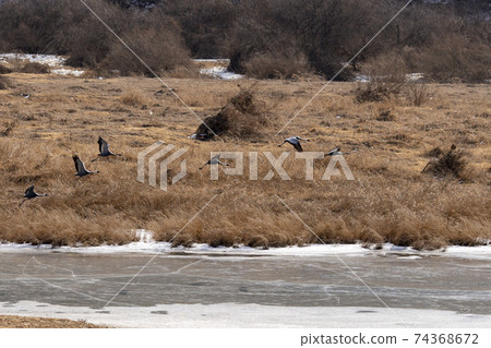 Crane, Red Crane, Cheorwon-gun, Gangwon-do Crane, Red Crane, Cheorwon-gun, Gangwon-do 74368672