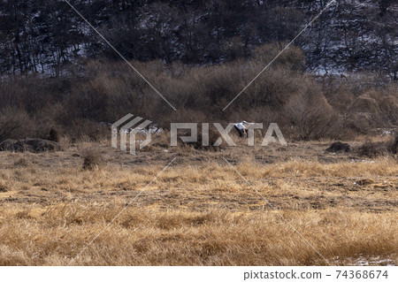 Crane, Red Crane, Cheorwon-gun, Gangwon-do 74368674