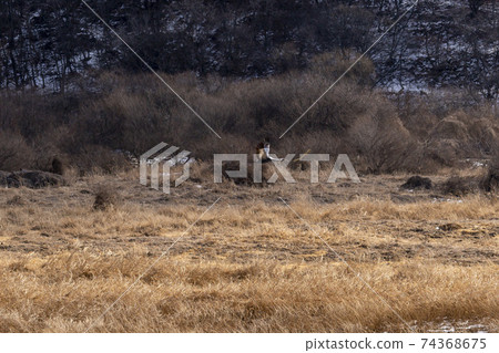 江原道天原郡紅鶴 74368675