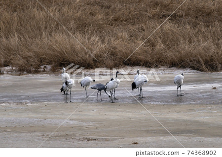 Crane, Red Crane, Cheorwon-gun, Gangwon-do Crane, Red Crane, Cheorwon-gun, Gangwon-do 74368902