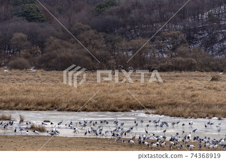 Crane, Red Crane, Cheorwon-gun, Gangwon-do 74368919