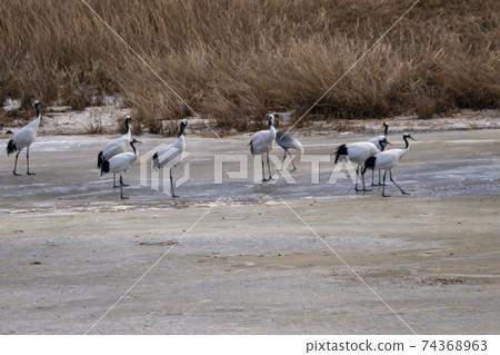 Crane, Red Crane, Cheorwon-gun, Gangwon-do Crane, Red Crane, Cheorwon-gun, Gangwon-do 74368963